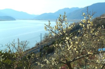 원동 매화축제 안내 2025년