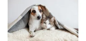 개 고양이 트라조돈 약물 사용 가이드와 주의사항 정리_15