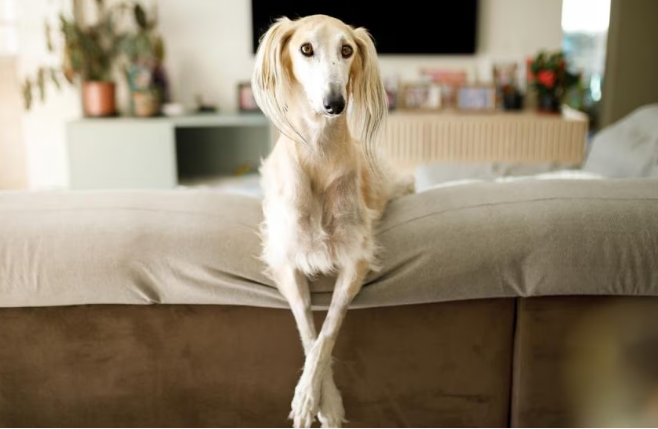 밥은 먹는데 체중이 빠져요 이미지