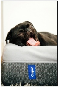 새끼 강아지 키우는 법