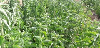 스테비아 재배 삽목 요령 단맛 유지 잎 건조_14