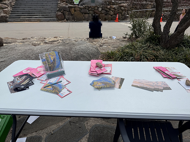 광양 매화축제 개화상황 실시간