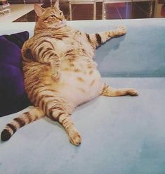 고양이 비만