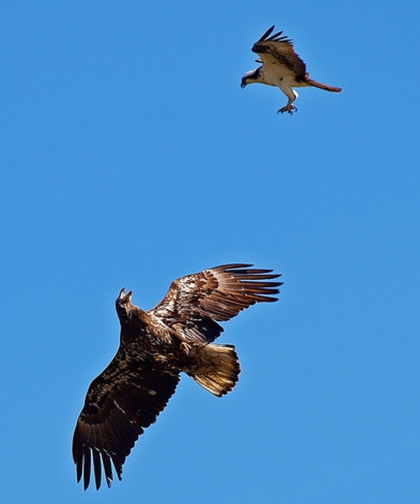 독수리 새끼 훈련 사진