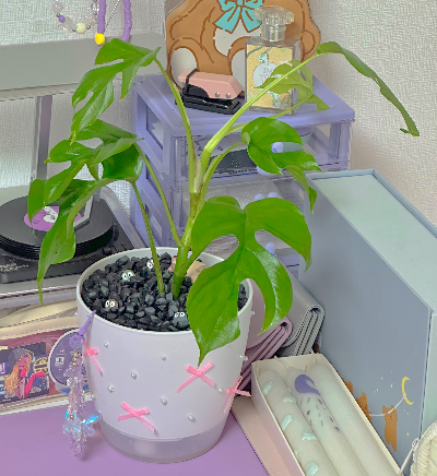 실내 식물 추천