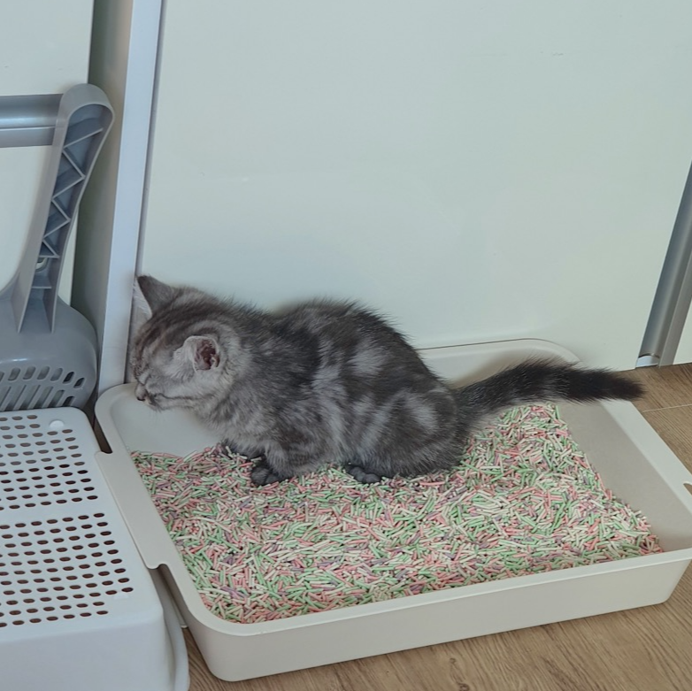 고양이 화장실 훈련