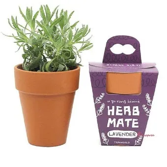 라벤더 키우기 물주기 향기관리 통풍일조 집에서도 가능한 관리_13