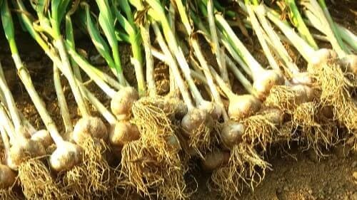 마늘-수확-효능-효과
