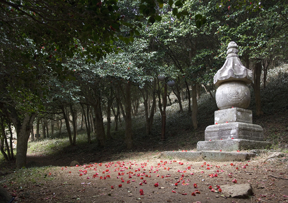 동백꽃 명소 동백나무 숲 명소 TOP 10