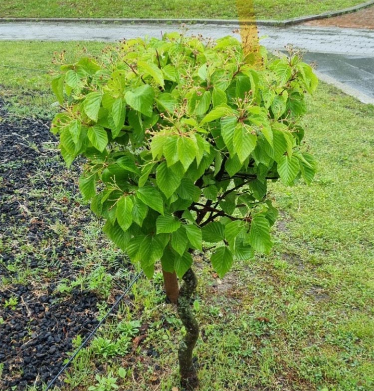 팥배나무