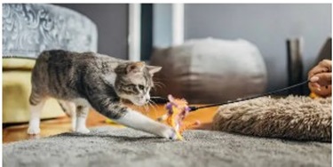 고양이 스트레스 해소법 추천 - 실내에서 실천 가능한 10가지 확실한 방법