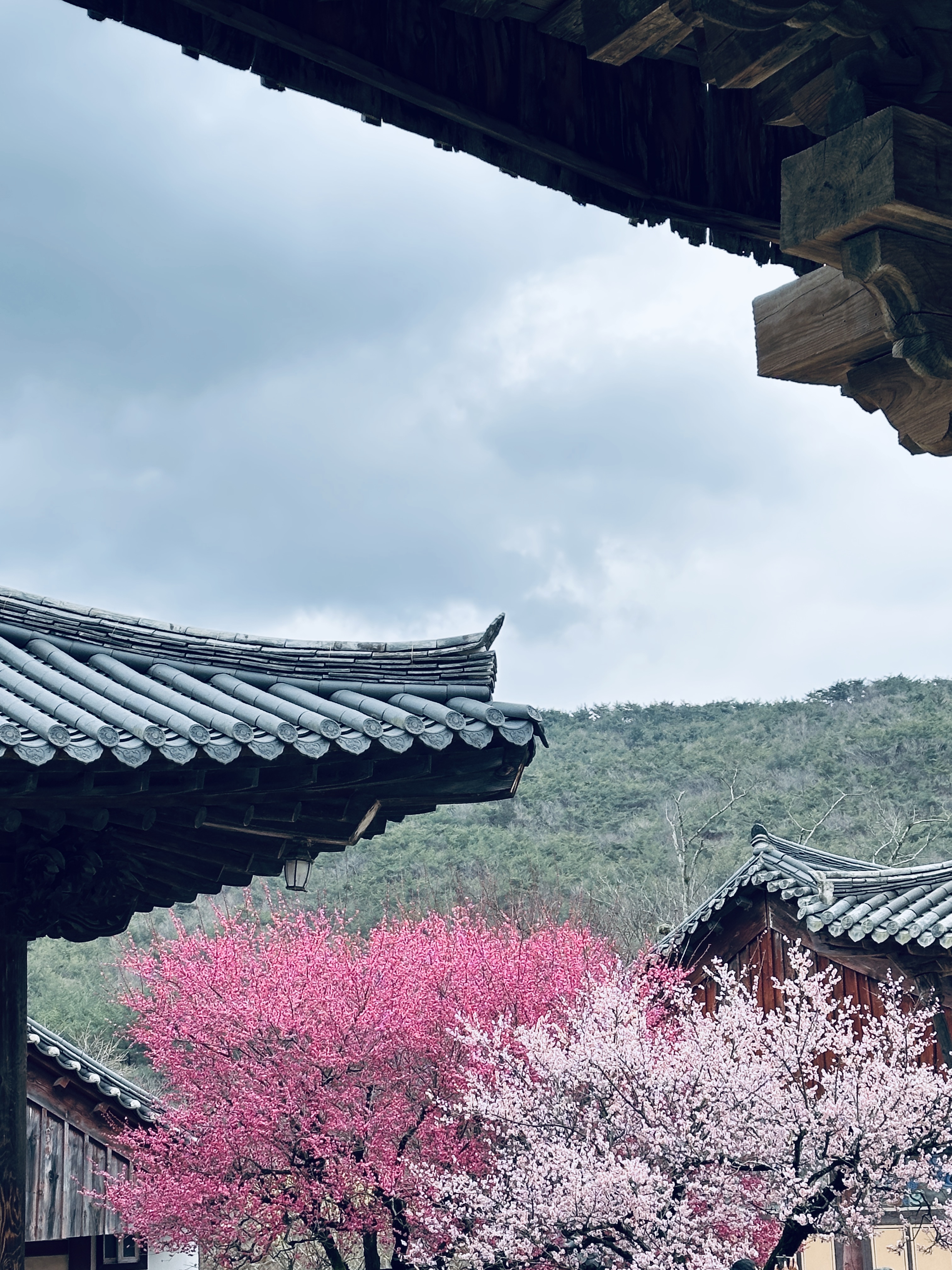 통도사 홍매화 사진