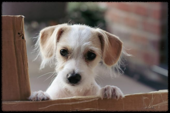 초보 견주를 위한 강아지 필수 가이드라인