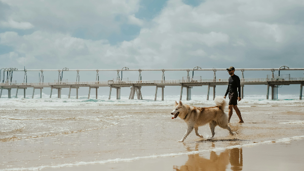 해변가를 산책중인 강아지
