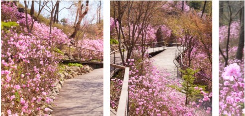곤지암 화담숲 운영시간 및 입장료 총정리