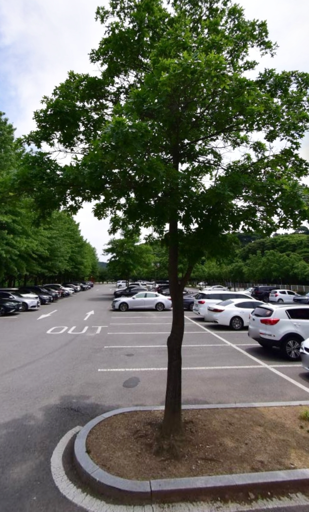 베어트리파크 주차