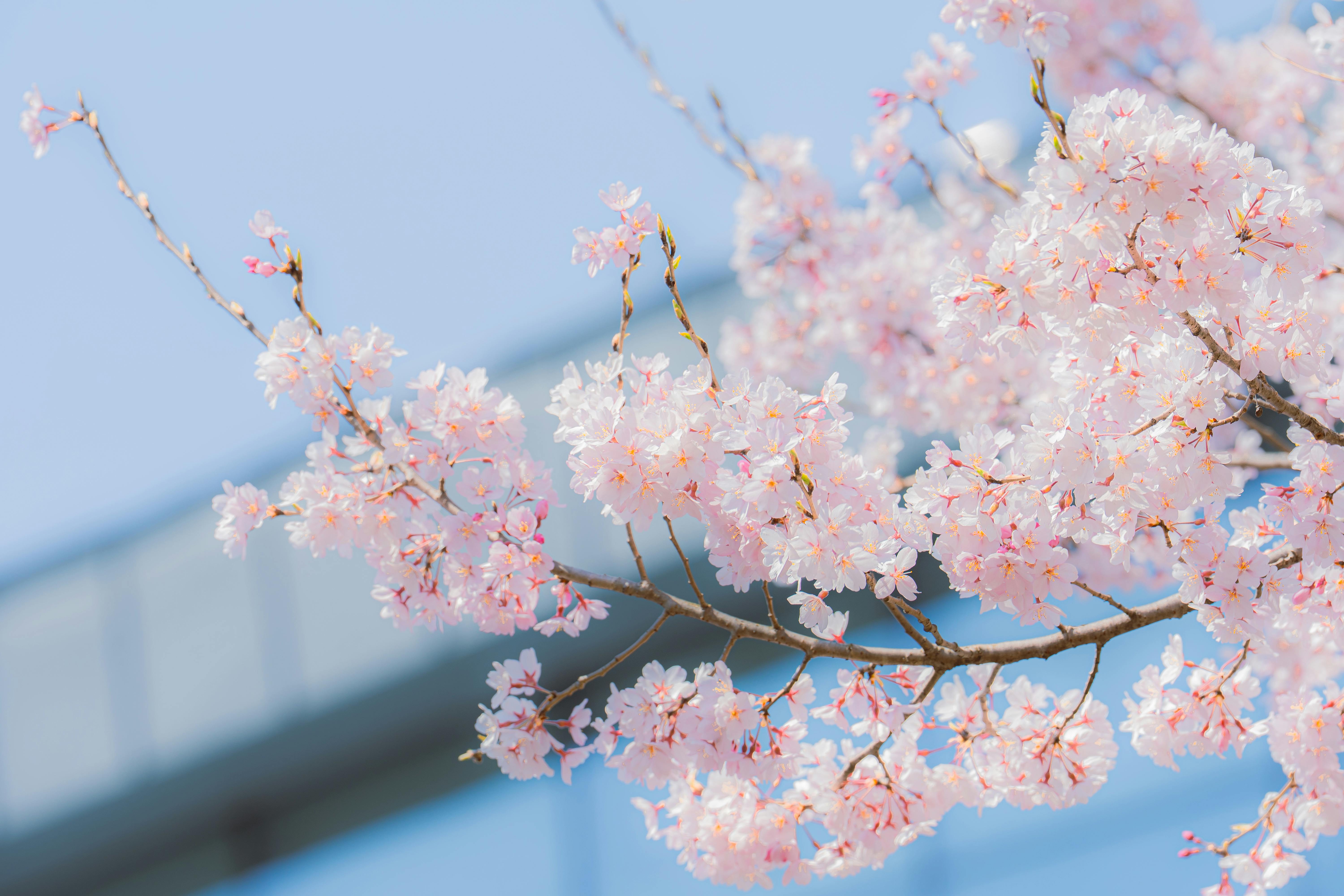 일본 벚꽃 명소 호텔 추천