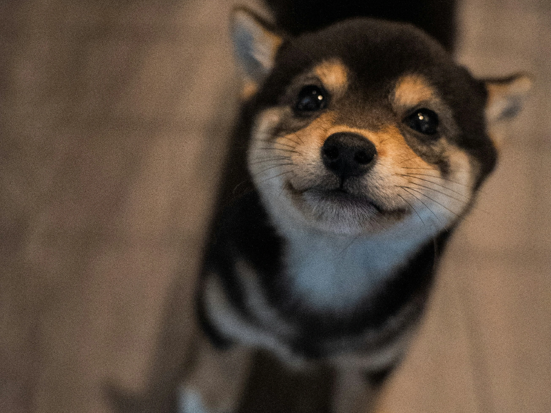 앞을 바라보고있는 강아지