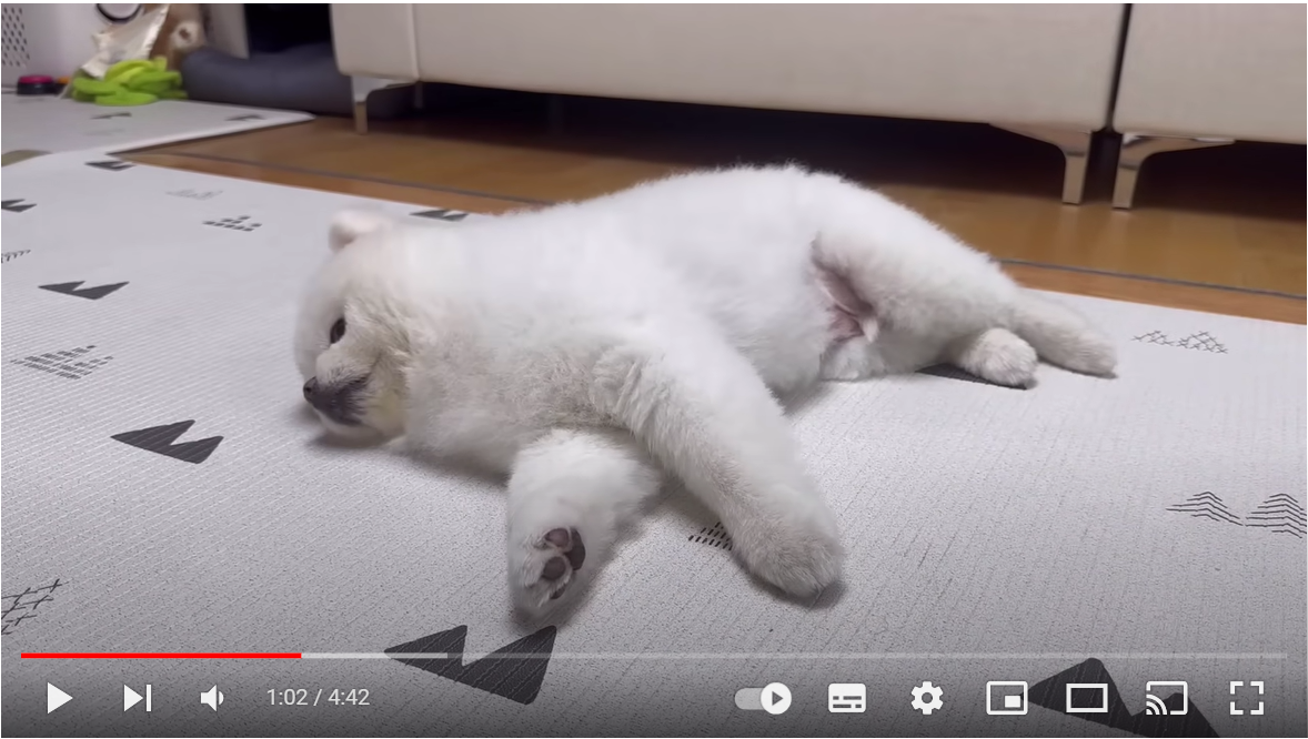 안만져 준다고 째려보고 서운해 하는 강아지ㅠㅠ