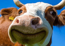 소가 풀을 뜯어 먹는 꿈