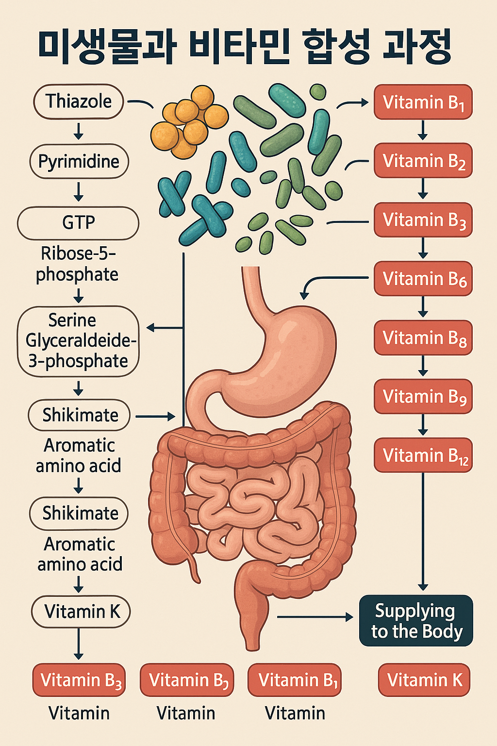 미생물과 비타민 합성 과정 관련 사진