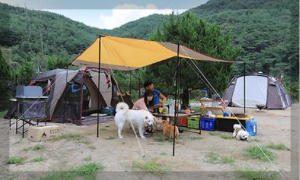 애견 동반 겨울 여행지