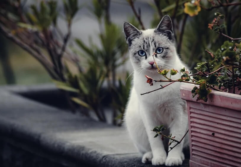 고양이 스크래처