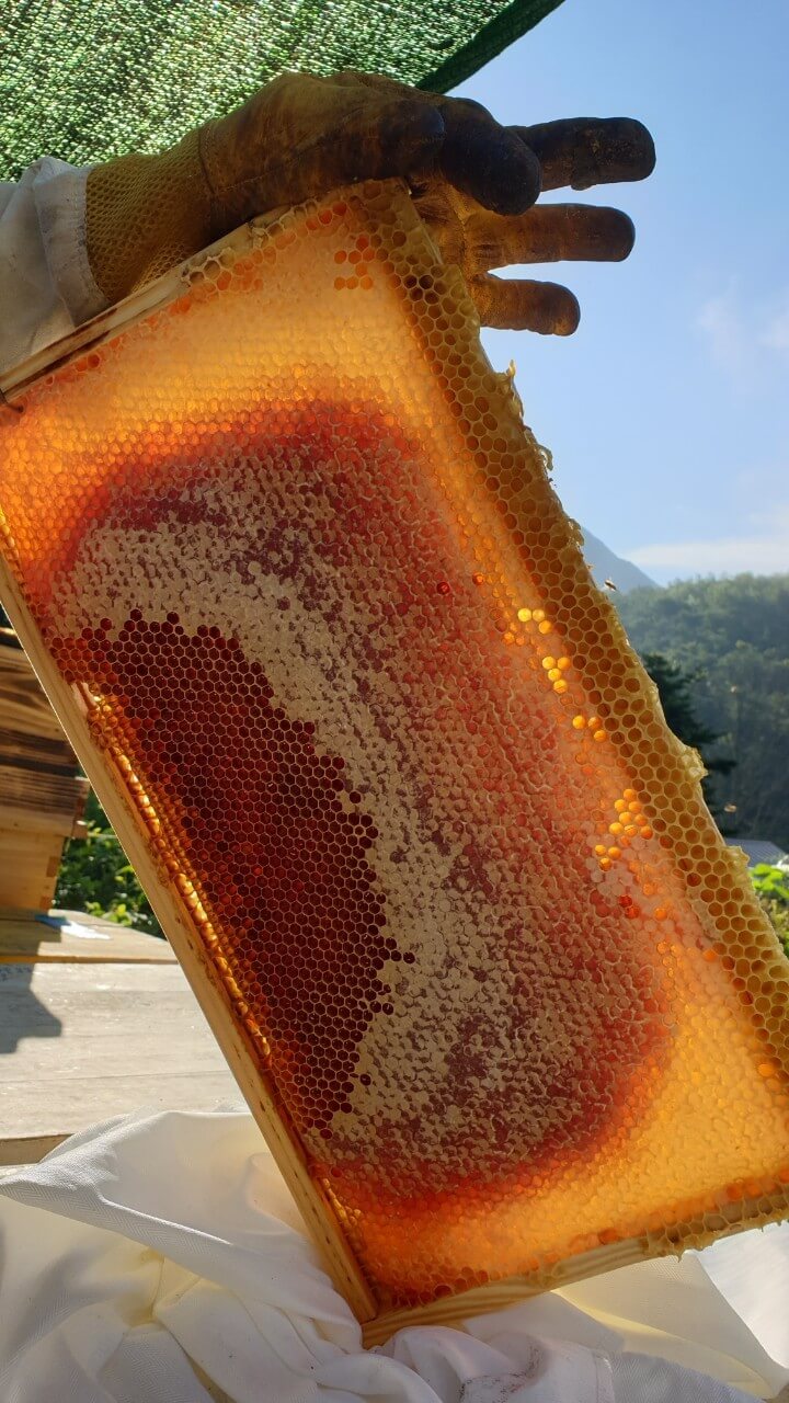 6시내고향 충북 괴산 5無 산림양봉의 명품 꿀 주문방법 사계닮은꿀 & 허니버블공방 꿀비누 주문방법