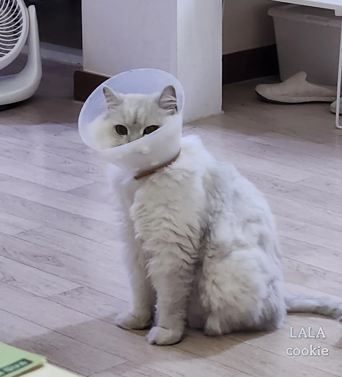 고양이-넥카라-하고-앉아-있는-사진