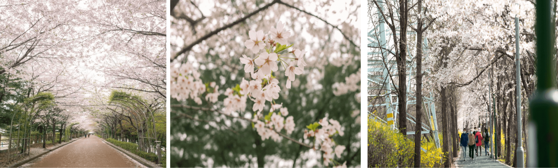 서울에서 꼭 가야할 벚꽃 명소