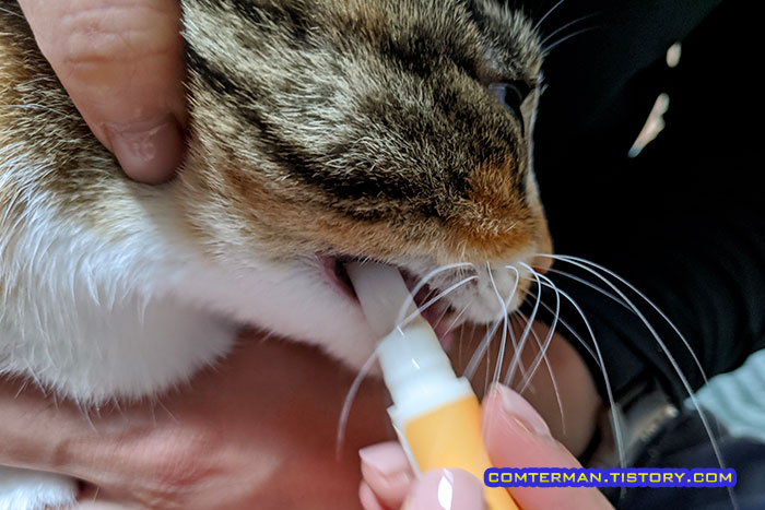 고양이 칫솔질 냥치카펜