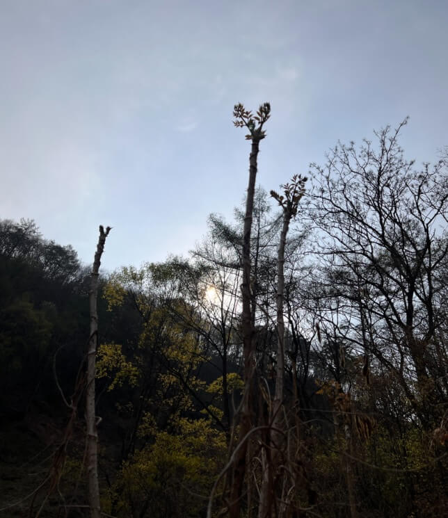 생방송투데이 이 주의 장바구니 강원도 평창 참두릅 365삼 구입 주문방법 산양삼, 오가피순, 명이나물, 고들빼기, 산더덕, 솔순, 도라지, 땅두릅