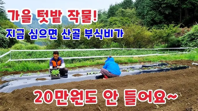 가을 텃밭 작물 추천 상추 열무 시금치 쌈채소 재배법_5