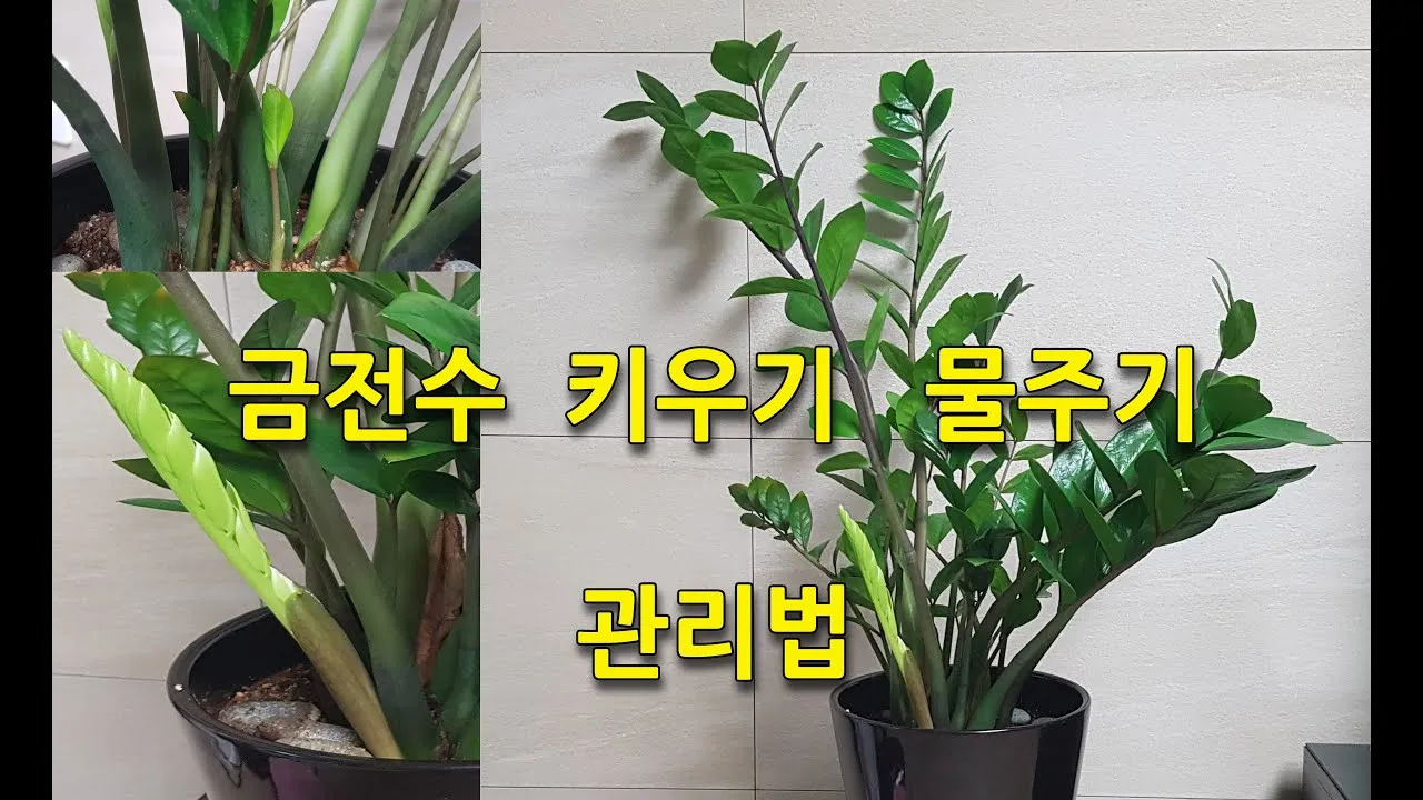 금전수 잎이 노래지는 원인 8가지 및 해결법 상세 설명_2