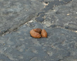 똥과 관련된 꿈종류