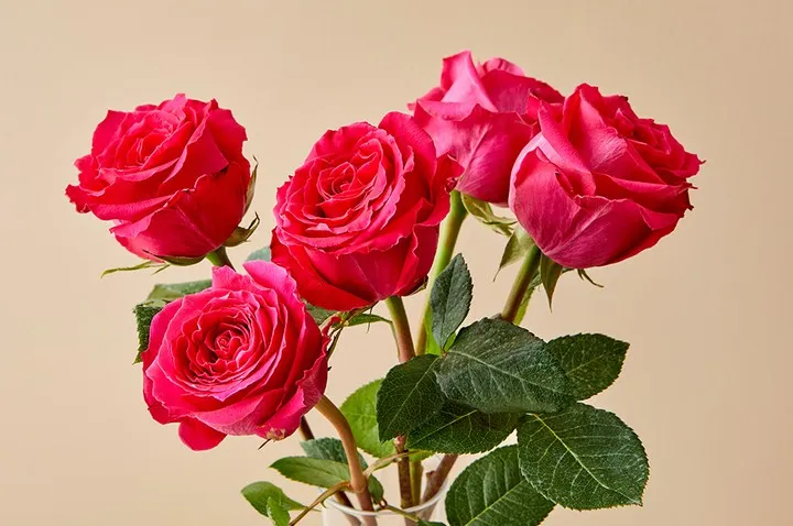 장미 삽목시기 삽목 방법 줄장미 넝쿨장미 색깔별 장미_5