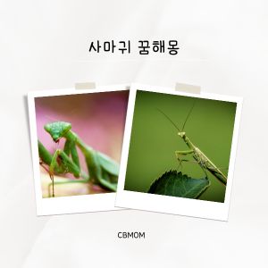 사마귀 꿈