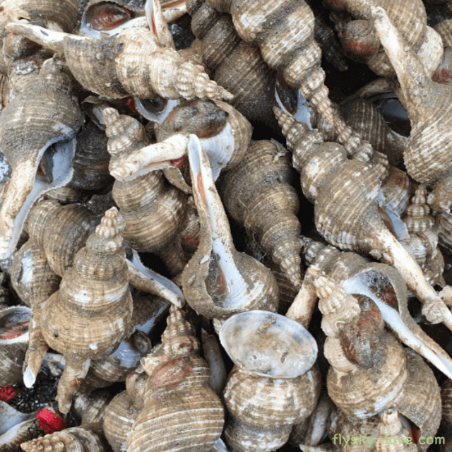 씹을수록 달큰한 촛대고동