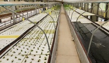 서유채농장-아쿠아포닉스농법