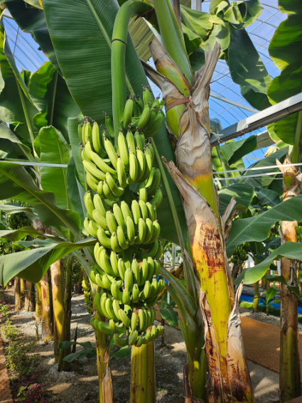 생생정보 가수 홍경민의 전남 함평 나비대축제 한옥전원마을 화랑식당 바나나 생태나라 정보