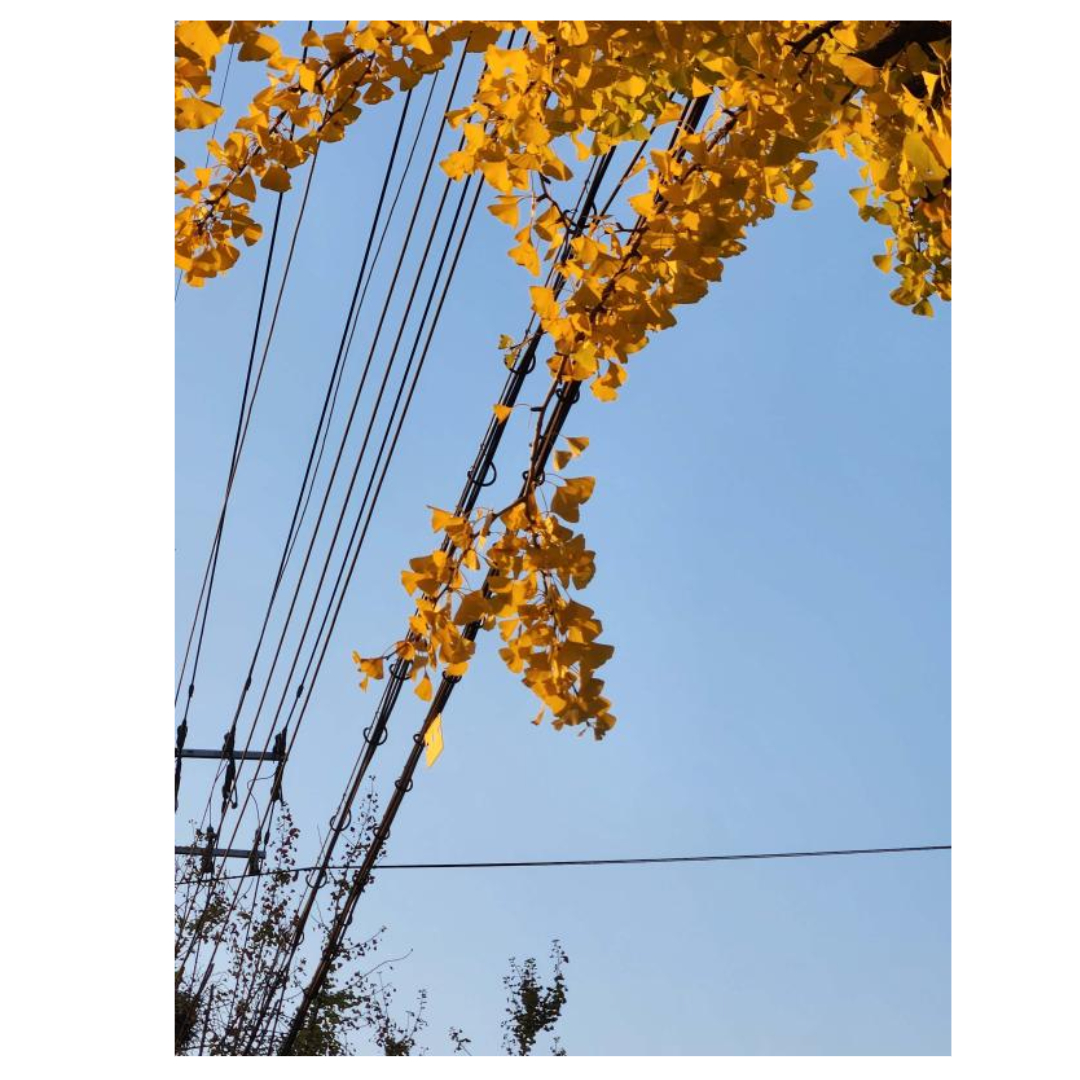 여주와 관련된 사진입니다.