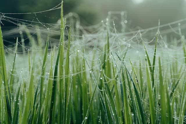 국제 항공사 기내식과 종교 금기