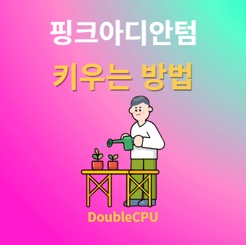 핑크아디안텀 키우기