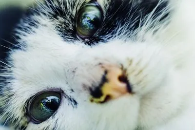 고양이의 행동 차이 이해하기