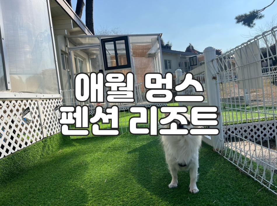 제주 애월 펫리조트 완전 정복