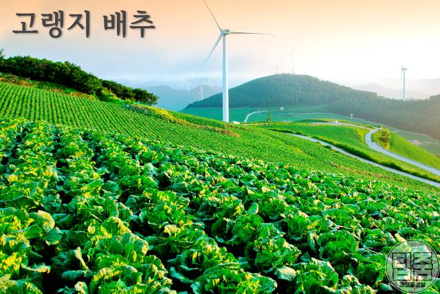 김치 물러지는 이유 고랭지배추 김치 무르지 않게 하는 법