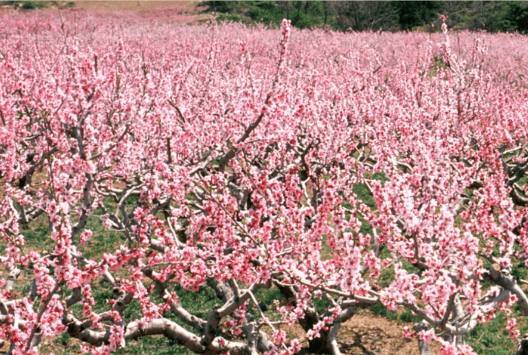춘덕산복숭아꽃
