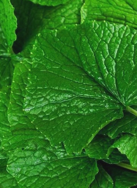 와사비잎추출물