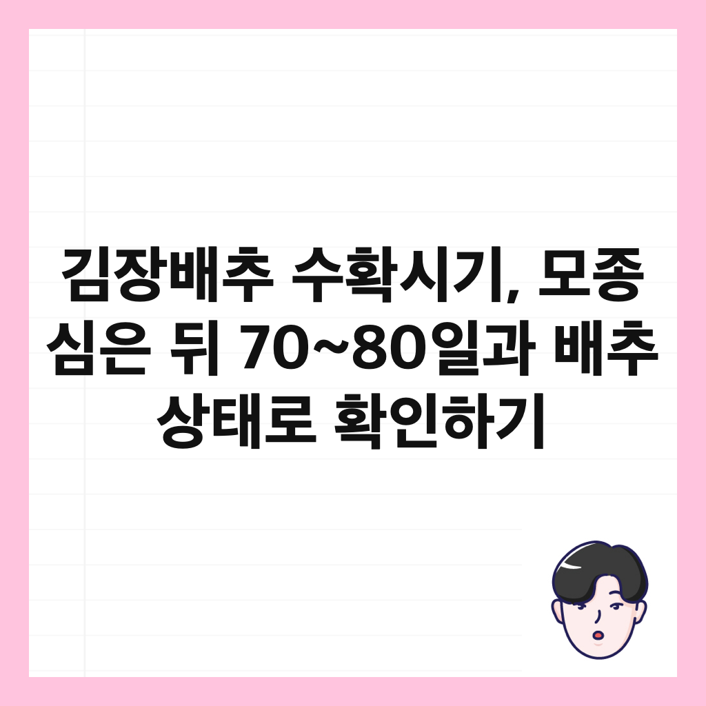 김장배추 수확시기, 모종 심은 뒤 70~80일과 배추 상태로 확인하기 썸네일