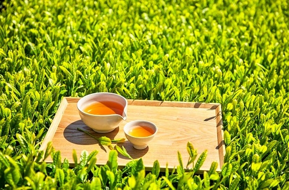 면역력에-좋은-녹차